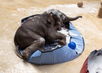 How the National Zoo is keeping animals cool in the extreme heat