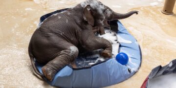 How the National Zoo is keeping animals cool in the extreme heat