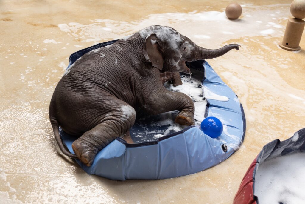 How the National Zoo is keeping animals cool in the extreme heat