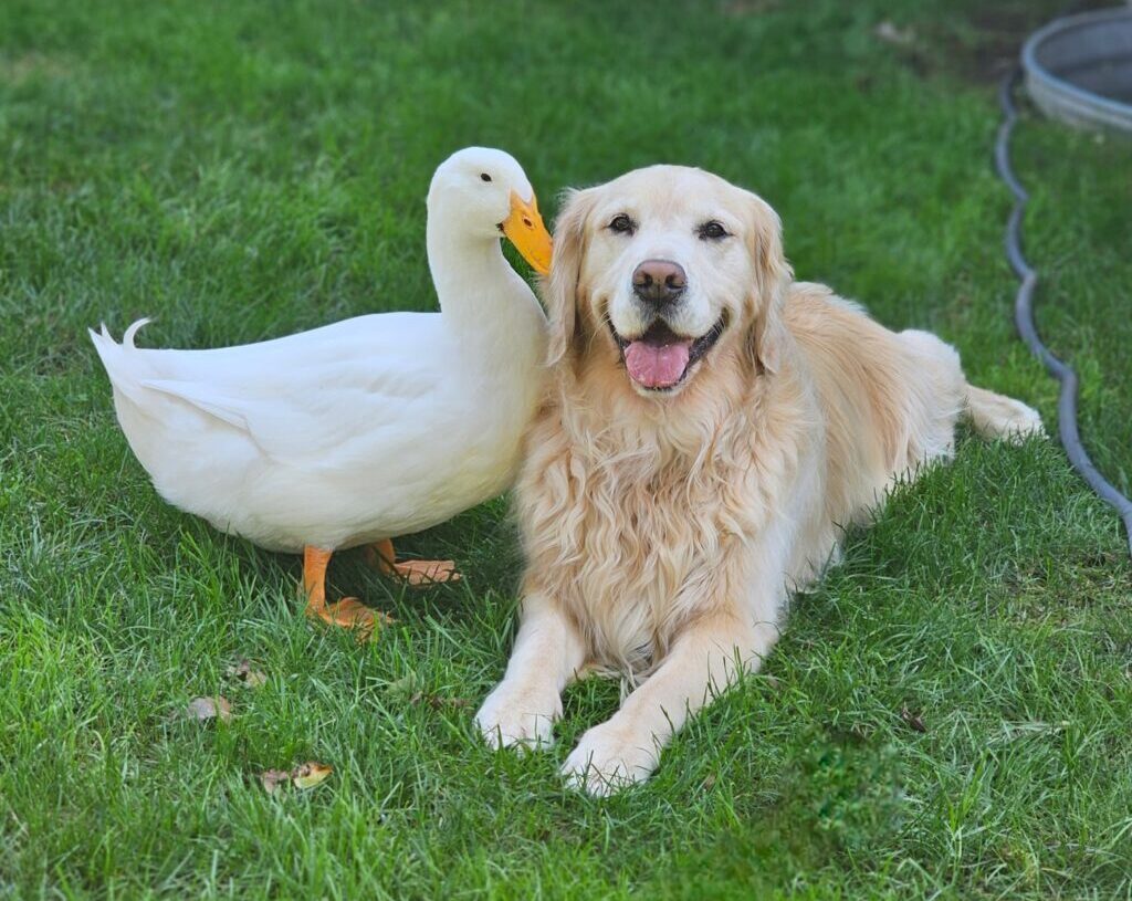 A duck and a dog formed an unlikely friendship. Now they’re inseparable.