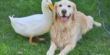 A duck and a dog formed an unlikely friendship. Now they’re inseparable.