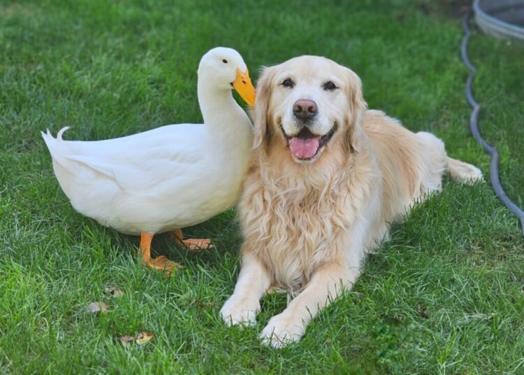 A duck and a dog formed an unlikely friendship. Now they’re inseparable.