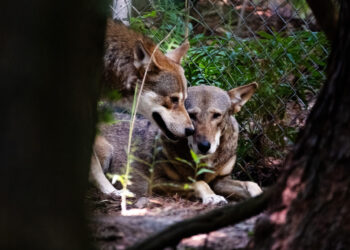 Red wolves, once nearly wiped out, had a spring baby boom in North Carolina