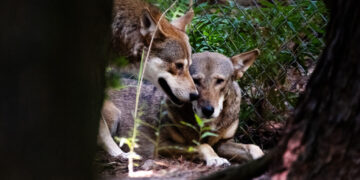 Red wolves, once nearly wiped out, had a spring baby boom in North Carolina