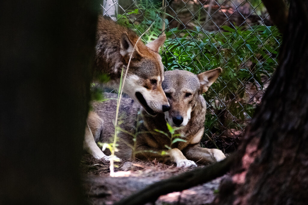 Red wolves, once nearly wiped out, had a spring baby boom in North Carolina