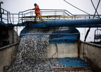El Niño Is Already Wreaking Havoc on Pacific Fisheries