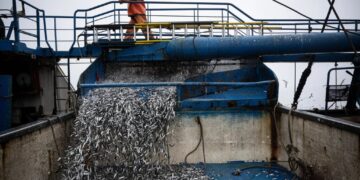 El Niño Is Already Wreaking Havoc on Pacific Fisheries