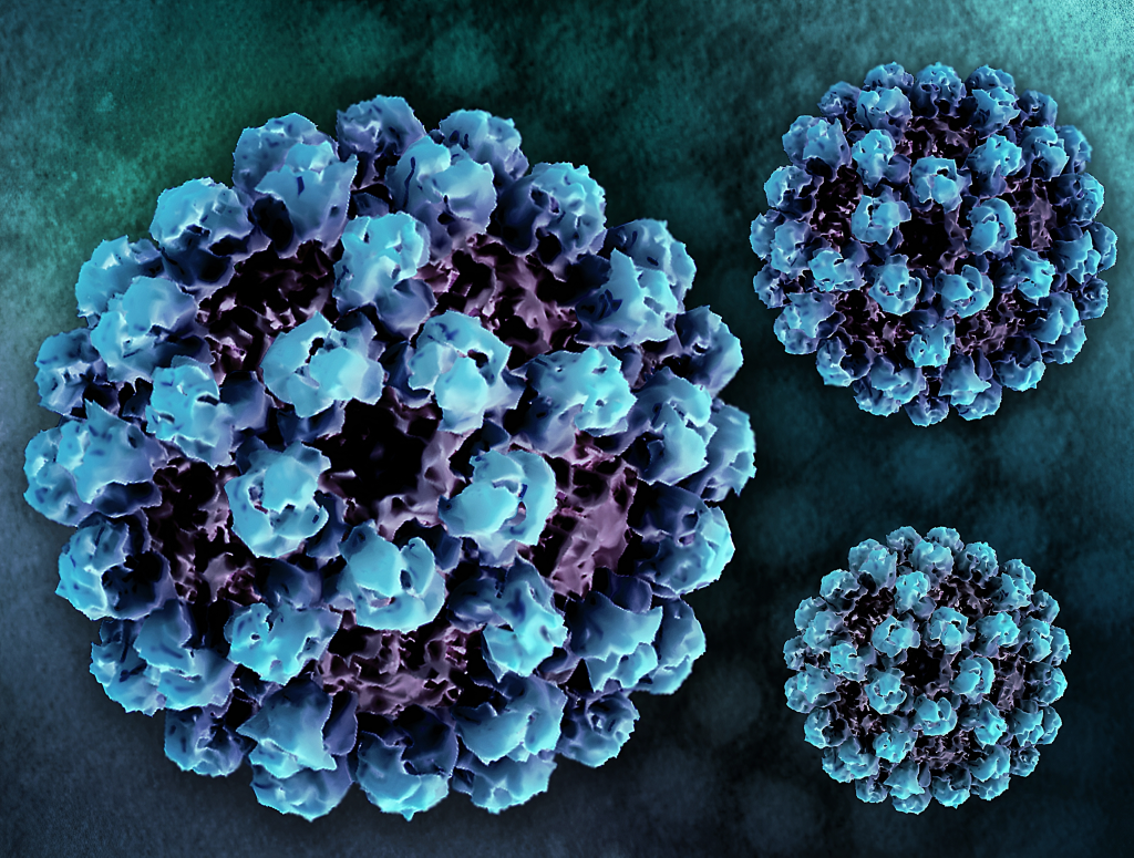 A 3D renderings of norovirus virus-like particles.