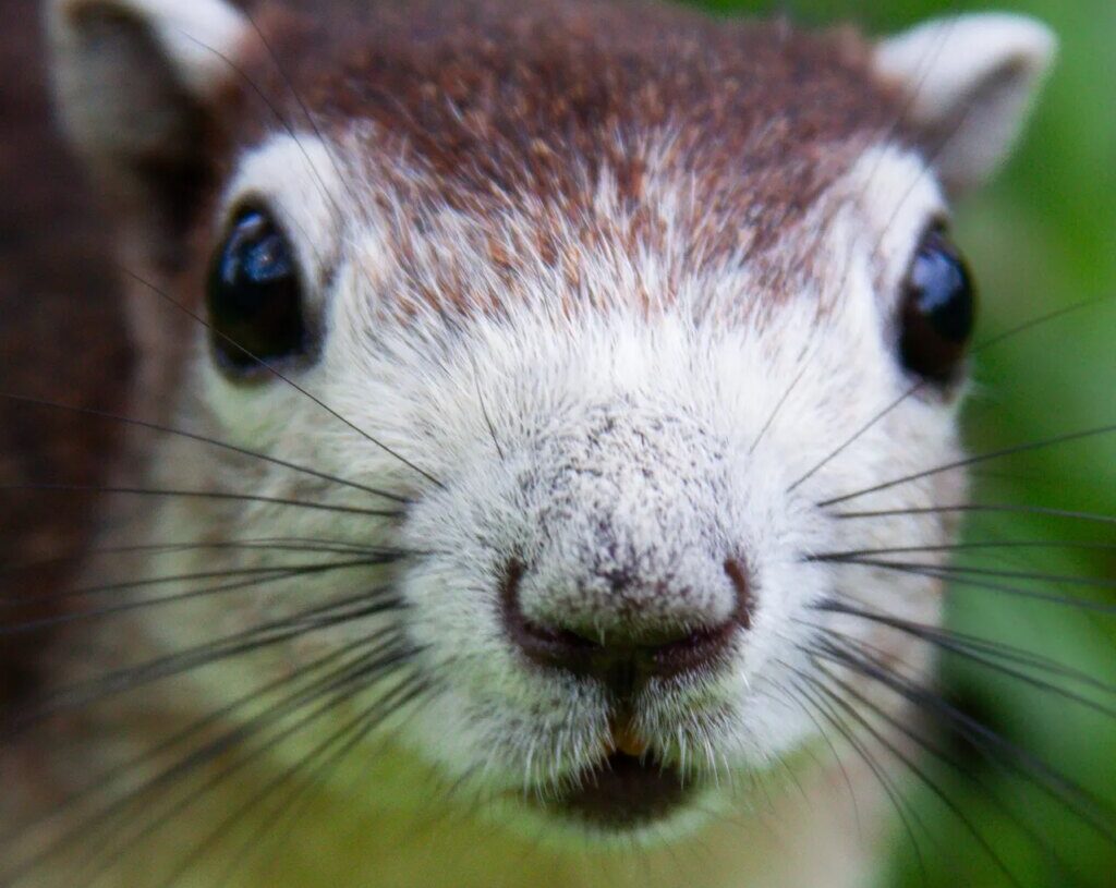 One of Meta’s Offices Was Briefly Overtaken by a Rogue Squirrel