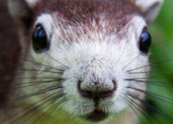 One of Meta’s Offices Was Briefly Overtaken by a Rogue Squirrel