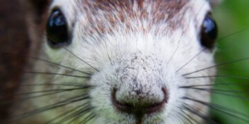 One of Meta’s Offices Was Briefly Overtaken by a Rogue Squirrel