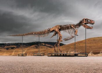 Sotheby’s Big T. Rex Auction Raises Concerns Hype and Wealth Are Upending Science