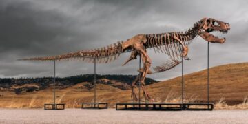 Sotheby’s Big T. Rex Auction Raises Concerns Hype and Wealth Are Upending Science
