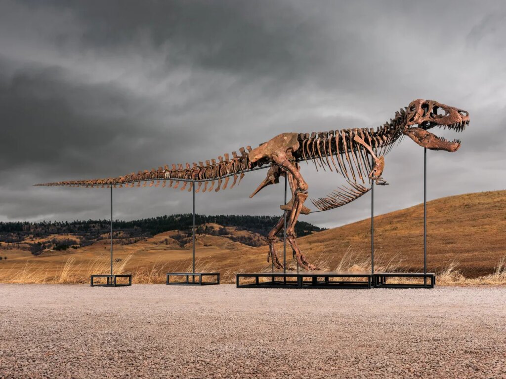 Sotheby’s Big T. Rex Auction Raises Concerns Hype and Wealth Are Upending Science