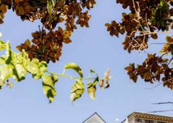 Let’s Make a Deal: My San Francisco House for Your A.I. Stock