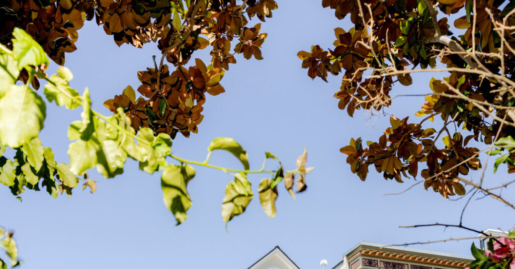 Let’s Make a Deal: My San Francisco House for Your A.I. Stock
