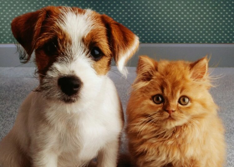 Introducing ‘Petfishing,’ the Dating Trend Turning Dogs and Cats Into Bait