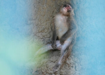Punch the monkey, once abandoned, gets 2,500 cards for his first birthday