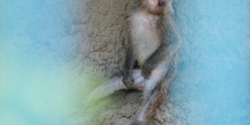 Punch the monkey, once abandoned, gets 2,500 cards for his first birthday