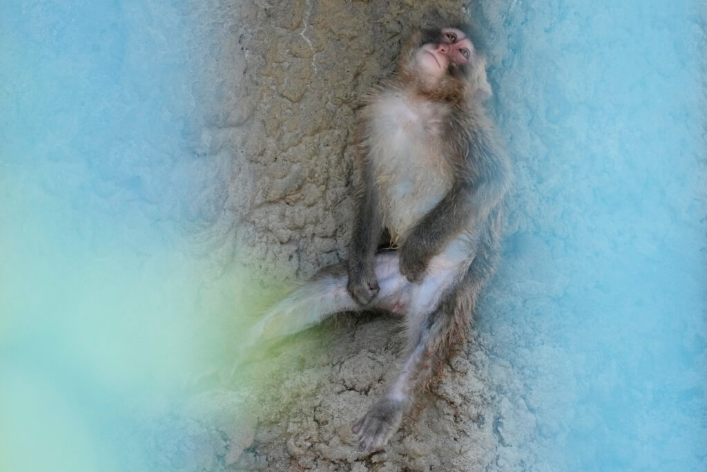 Punch the monkey, once abandoned, gets 2,500 cards for his first birthday