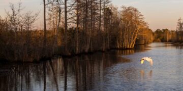 Georgia’s Okefenokee swamp becomes UNESCO World Heritage site