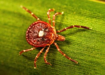 What to know about alpha-gal, the bizarre illness linked to ticks