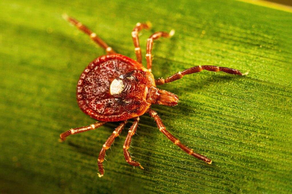 What to know about alpha-gal, the bizarre illness linked to ticks