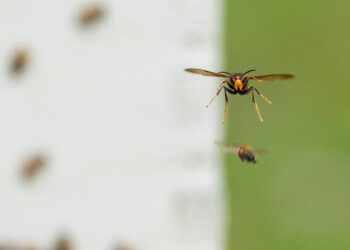 ‘We’re Fighting Satan’: The War to Save Bees From a Hornet Invasion
