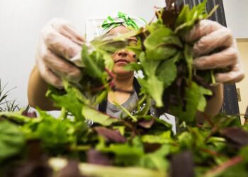 Salad Chains Are Seeing Foot Traffic Drop Over Cyclosporiasis Fears