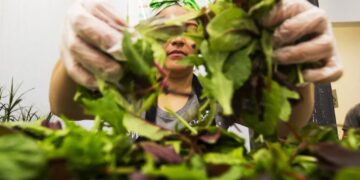 Salad Chains Are Seeing Foot Traffic Drop Over Cyclosporiasis Fears