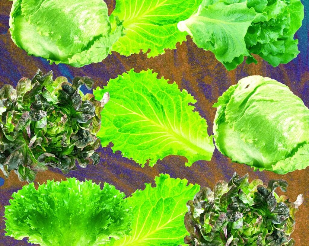 Why Lettuce Is Always Making People Sick