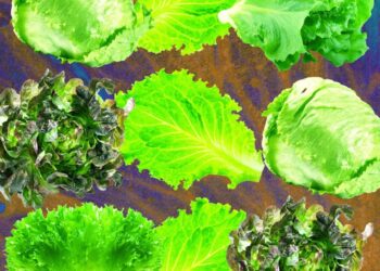 Why Lettuce Is Always Making People Sick