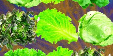 Why Lettuce Is Always Making People Sick