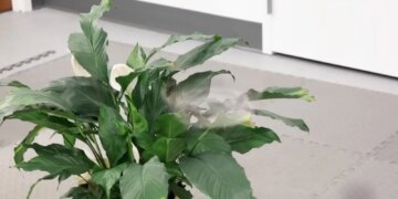 Scientists Built a Drone That Becomes (Nearly) Invisible Without Any Cloaking Technology