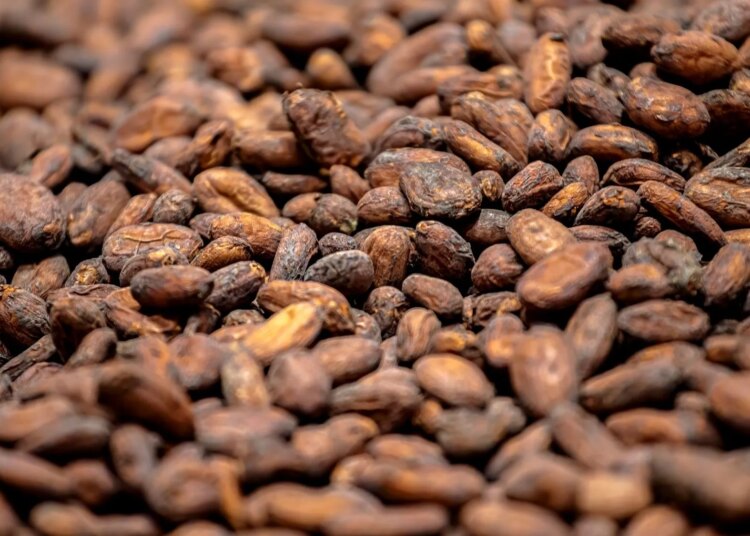 Scientists Found 4 New Types of Cacao That Could Help Save Chocolate