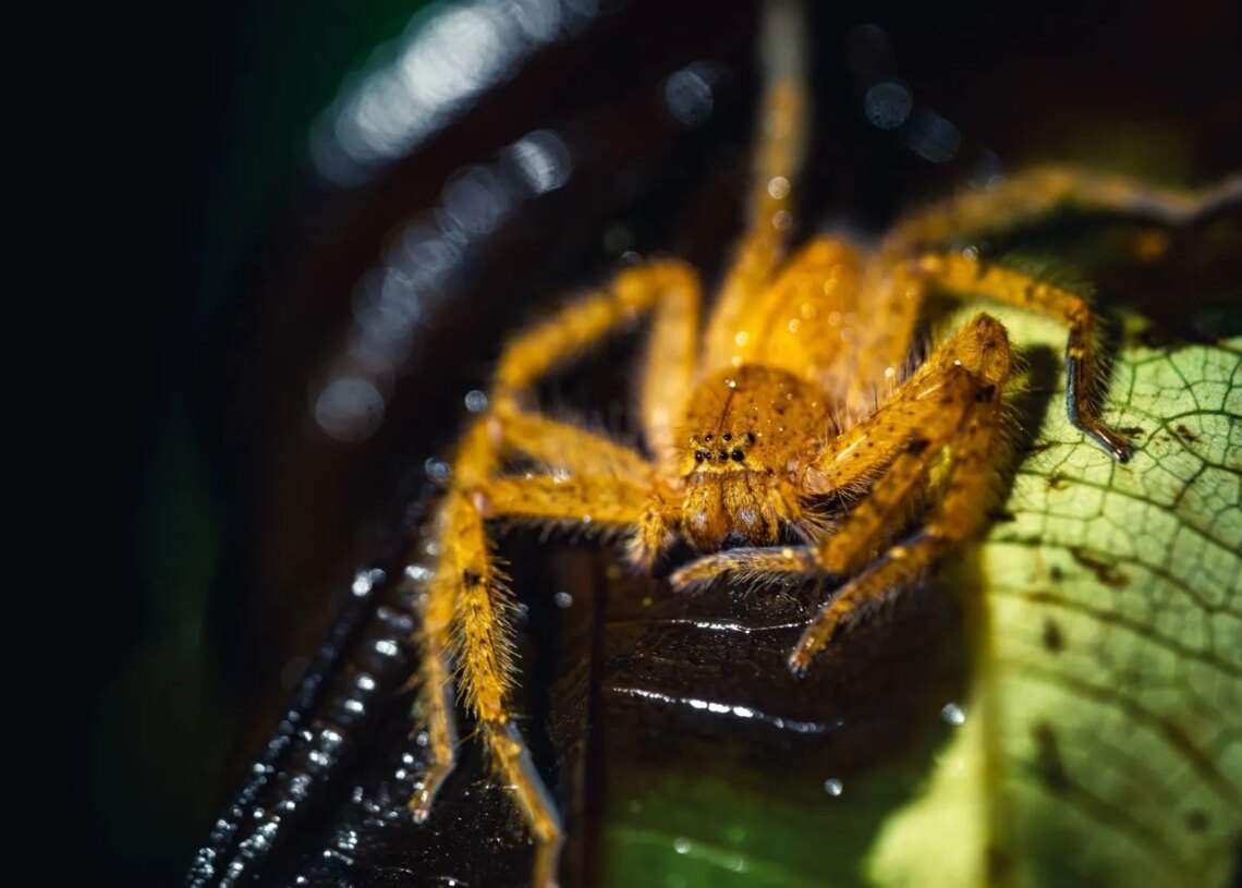 Scientists Found the World’s Fastest Spider, and It Can Outrun the Average Human Jogger