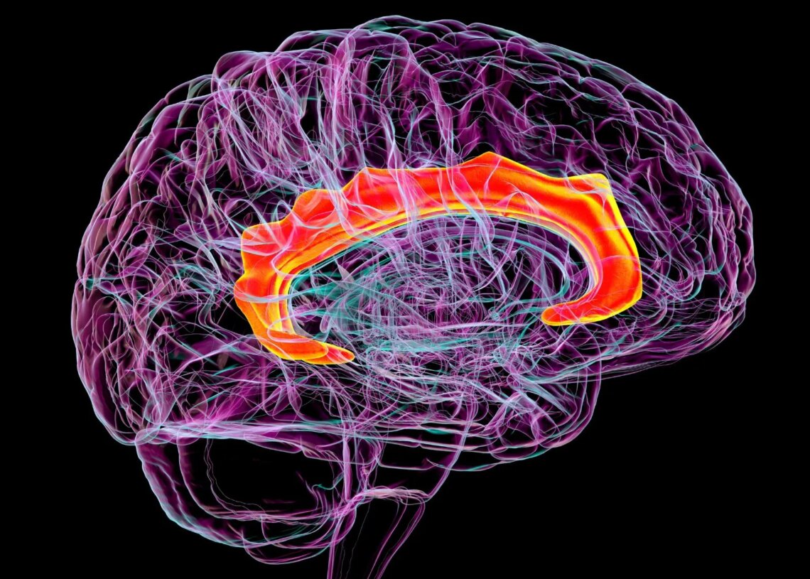 Scientists Mapped Mescaline’s Effects on the Brain for the First Time