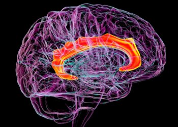 Scientists Mapped Mescaline’s Effects on the Brain for the First Time