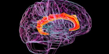 Scientists Mapped Mescaline’s Effects on the Brain for the First Time