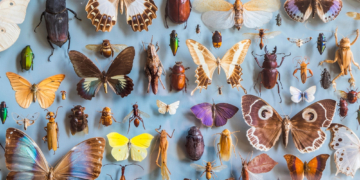 Scientists Say Earth May Have Millions More Insect Species Than Previously Thought