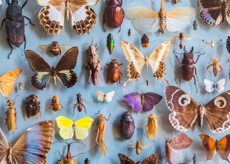 Scientists Say Earth May Have Millions More Insect Species Than Previously Thought