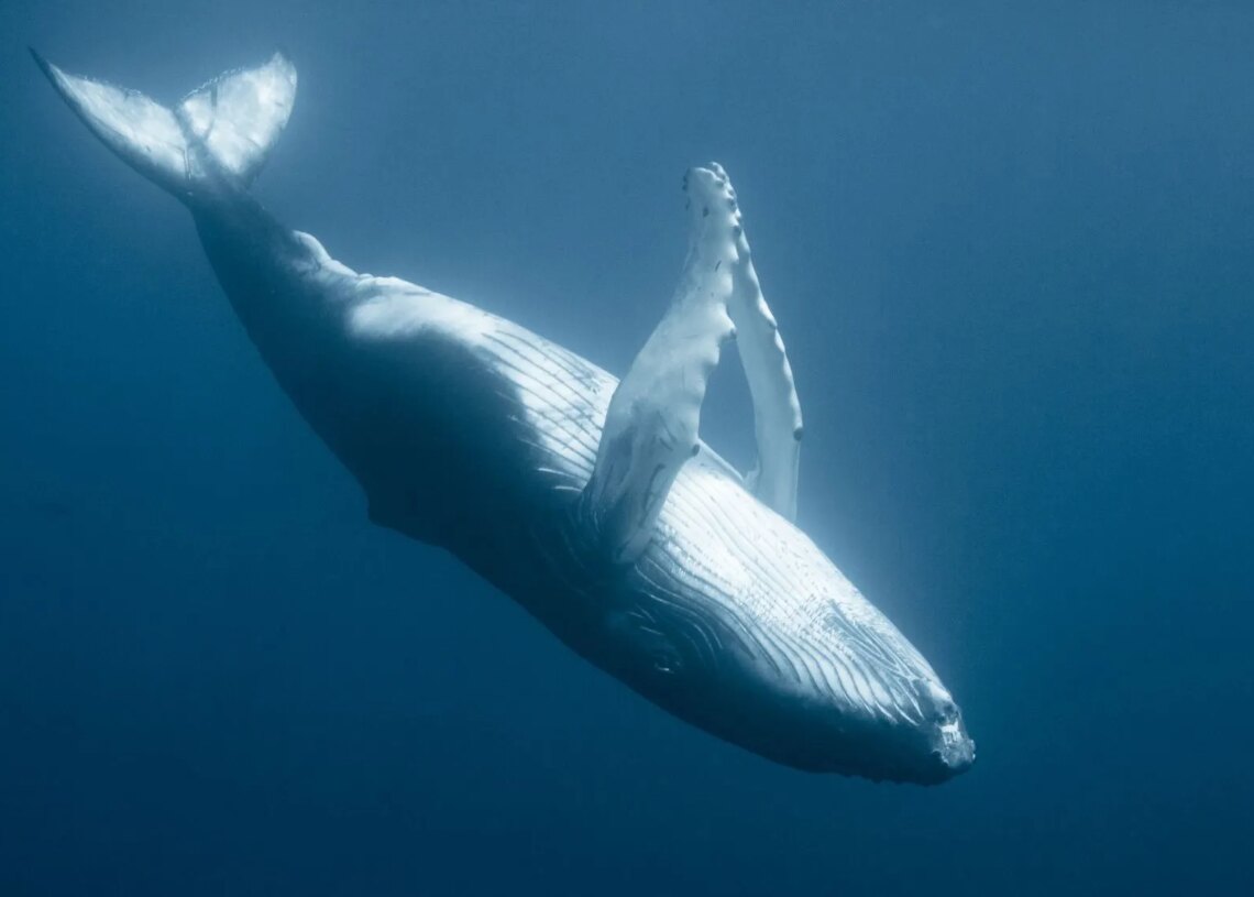 Scientists Think They Finally Know Why Some Whales Float Upside Down