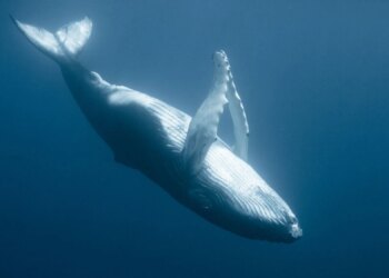 Scientists Think They Finally Know Why Some Whales Float Upside Down
