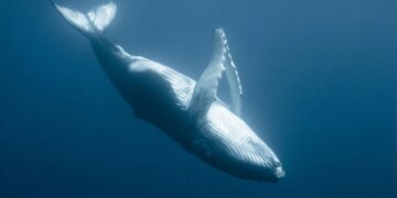 Scientists Think They Finally Know Why Some Whales Float Upside Down