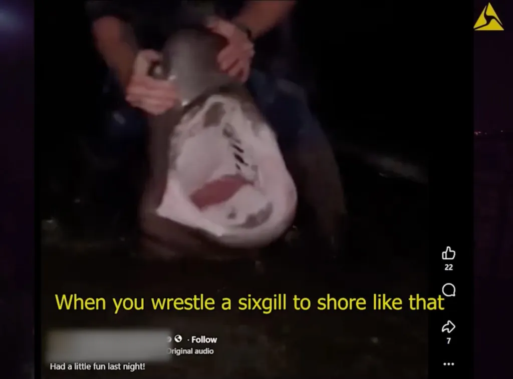 A person holding a sixgill shark's head, revealing its mouth full of teeth.