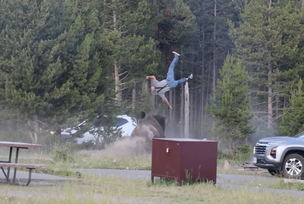 A person being tossed into the air by a bison, with a dust cloud rising from the impact.