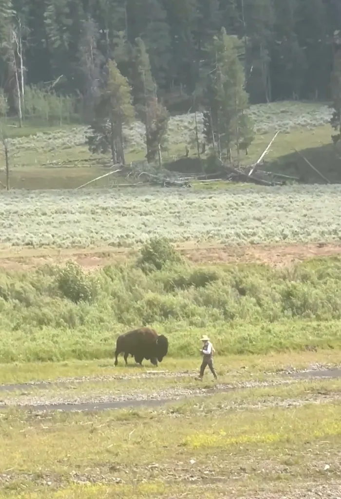 A bison and a person in a hat walking parallel to each other in a grassy field.