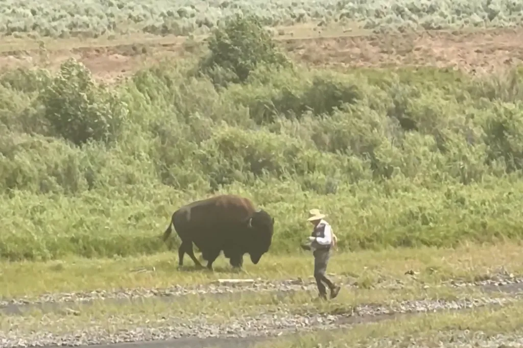A person in a hat walks near a bison in a grassy field.