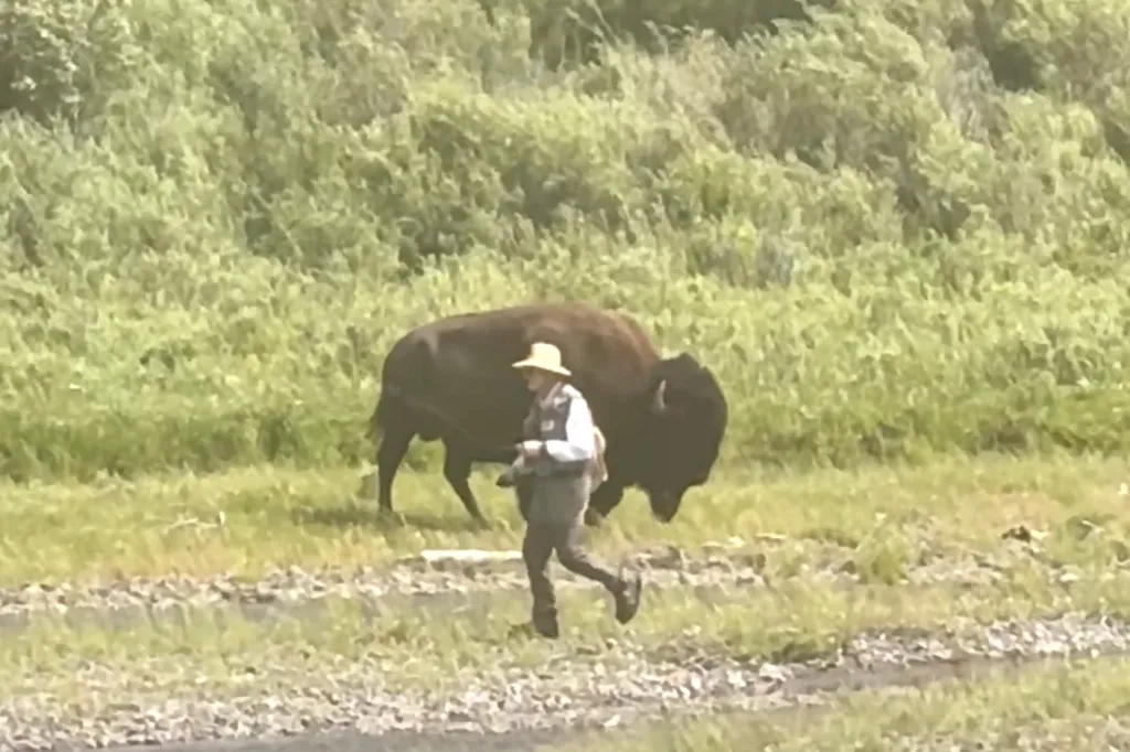 Person in a hat and vest running from a bison.