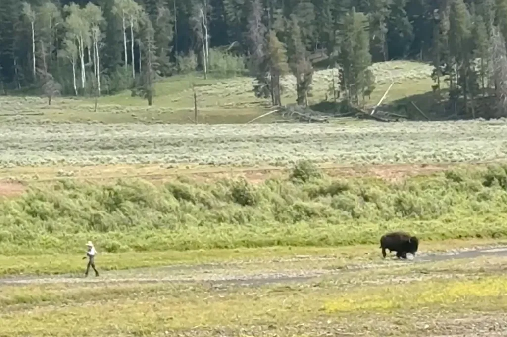 A person in a cowboy hat walking near a bison in a grassy field with trees in the background.
